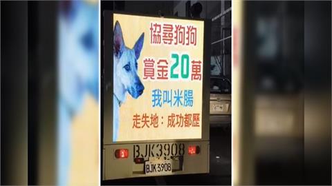 台東米克斯犬"米腸"走失! 送養人開20萬高價急尋