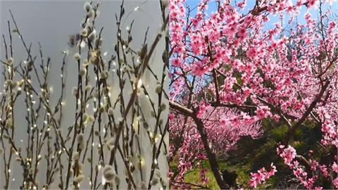 銀柳+桃花=有錢花!命理師揭「過年這期間」擺在家可改運…關鍵3方位曝光