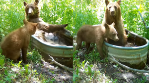 坊間流傳「林中浴缸」不僅吸引探險家前去一旦究竟　更是吸引了「野熊一家」前去朝聖！