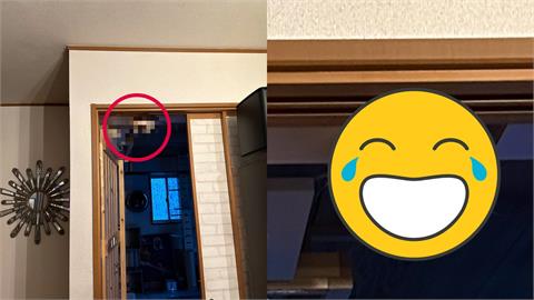 天花板突冒一顆「倒吊貓頭」活的還會動！日本人妻嚇到尖叫…老公定睛一看笑翻