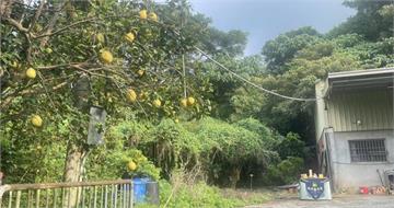 小吃業男子陷虛擬幣詐騙痛失千萬　中秋果園驚見枯骨身亡