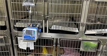 飼主要求也不行!寵物保母到府替貓咪打針 最高恐罰50萬