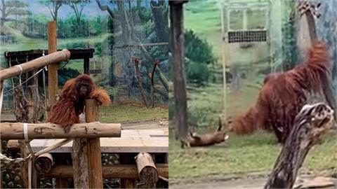 新竹動物園「猩猩狠摔山羌」抓狂砸地、撞樹　影片曝光...網全看傻！