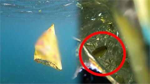 自潛女海中發現零食袋　打開驚見「幼魚與垃圾共生」心疼喊：沒有人是局外人