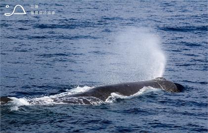 花蓮外海出現巨大抹香鯨　不斷噴水引遊客驚呼