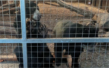 英國「最糟糕動物園」3年內500隻動物死亡　突宣布年底關閉
