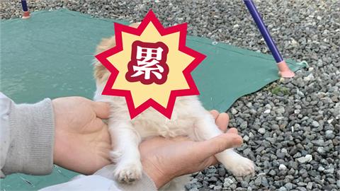 小型犬遭飼主「強行營業」！下秒變臉「超吉心累」…網笑：過年見親戚的我