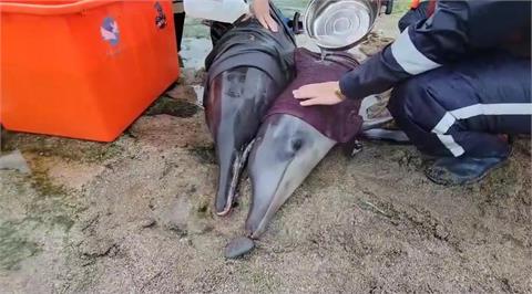 快新聞／「老梅綠石槽」驚傳4鯨豚擱淺　海巡急灑水保濕