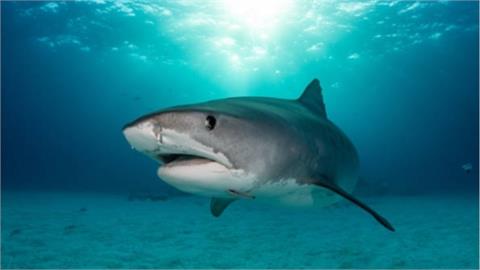 7歲男童長「526顆牙齒」！一開口嚇壞醫護：比大白鯊的300顆還多