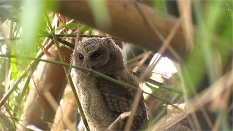 高雄烏松濕地公園捕捉二級保育類動物「領角鴞」蹤跡　　模樣呆萌可愛