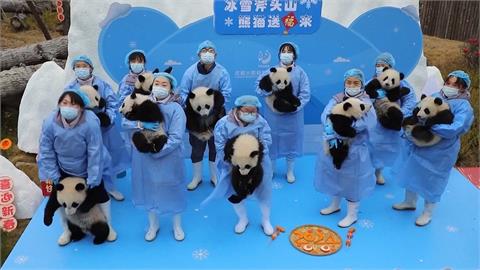 中國四川貓熊基地拜早年　34隻貓熊寶寶逗趣可愛