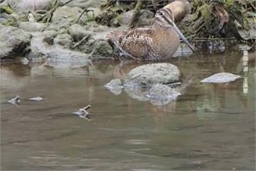 中國鳥稀客「孤沙錐」訪花蓮 鳥友架大砲猛拍