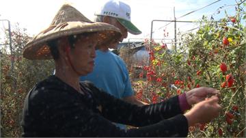 小番茄價崩！果農開放果園自採 每台斤只要20元
