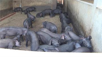 防疫非洲豬瘟 雲林縣即日起全面禁止廚餘養豬