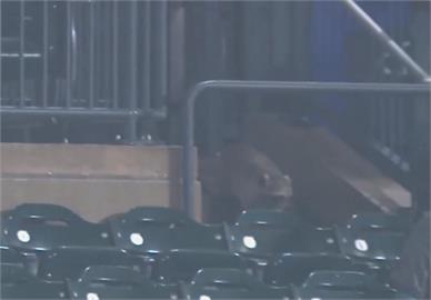 MLB(影)／大都會主場觀眾席出現不速之客　球賽主播當下表示很害怕