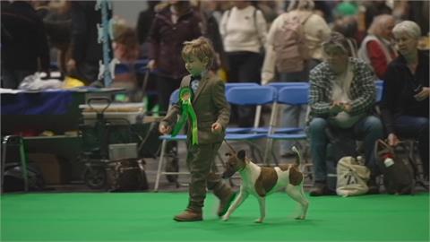 全球最大狗展英國登場　6歲馴犬師奪冠成最年輕得獎人