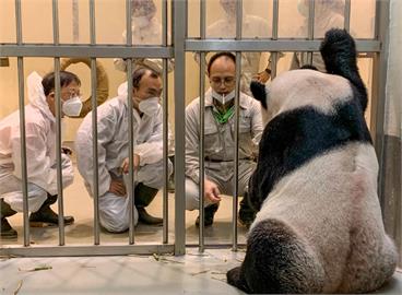 中國2專家來台原因曝！　動物園：有照顧過團團、圓圓經驗