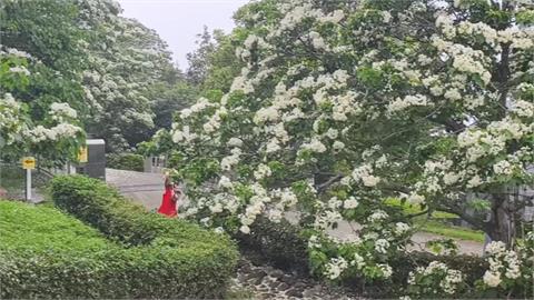 陸地版藍眼淚！　螢火蟲「黃綠光」交織「地毯藍」夢幻滿分