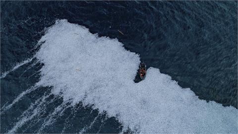 密集恐懼症勿入：法國「10萬條死魚」海上漂　全球第2大漁船惹禍！