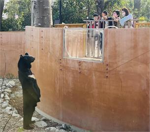 壽山動物園台灣黑熊波比過年「站超直」吸客　網笑：陳其邁去打工？