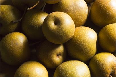 產季到！島巨無霸水梨重1.7kg　岸根栗子比高爾夫球大