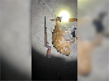 快新聞／妄取鹿茸圖利！屏東盜獵集團殺害9隻梅花鹿　下場慘了