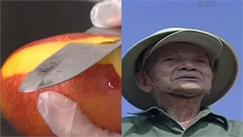 關鍵今日／種出愛文卻不藏私！鄭罕池無償分享技術　讓台灣芒果飄香國際
