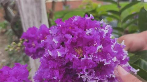 疫情、關稅雙重夾擊！　鐵工廠老闆逆襲打造紫薇祕密花園