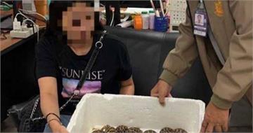 19歲台女走私保護動物「印度星龜」！膠帶纏30隻貼全身　泰國闖關被逮