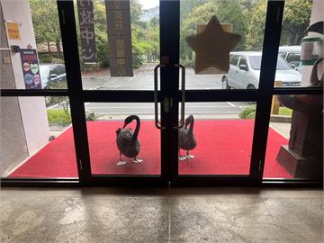 快新聞／太萌！武陵農場黑天鵝敲門「求餵餵」　清境派出貓皇「一較高下」
