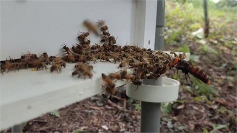 殺人虎頭蜂出沒! 蜂園小蜜蜂半年折損45萬隻