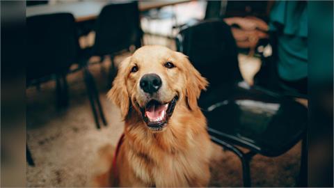 黃金獵犬被關烘箱中暑亡　新北寵物美容店主遭訴