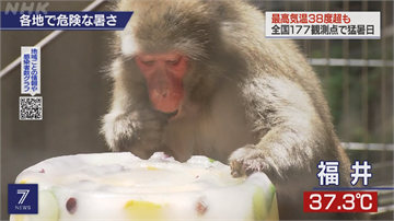 日酷暑高溫飆40.1度 猴子吃冰蛋糕消暑