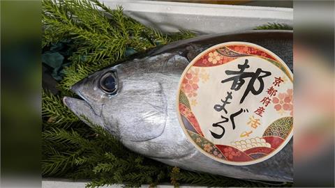 京都捕獲大量黑鮪魚 「都鮪魚」名號盼獲消費者青睞