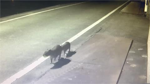 「水豚情侶檔」相揪去跨年！飼主看監控才知偷偷回家跑田裡玩耍