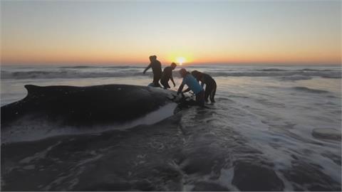 48小時內兩頭幼鯨擱淺　出動怪手即刻救援！
