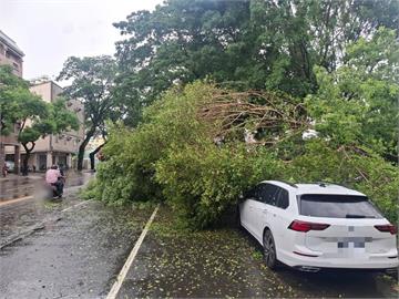 高雄楠梓風雨大　樹倒壓2車