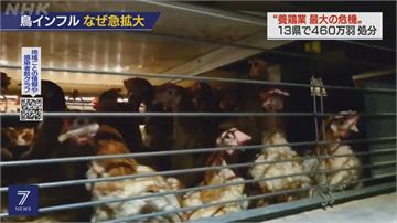 日禽流感擴散至13縣 感染後6天才死亡 加長病毒傳播時間...南韓撲殺近950萬隻家禽