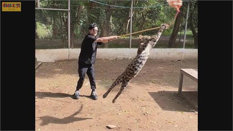 他去泰國動物園竟能遛豹　拿巨大化逗貓棒陪玩「最後慘變拔河」