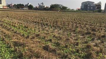 台灣遇半世紀最嚴重乾旱！ 農委會推出新灌溉措施與耐旱作物