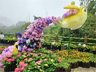 繡球花妝點台七線　枕頭山花景夢幻登場迎接賞花潮