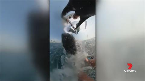 運動員衝浪遇鯨魚迎面撞上　人魚翻滾數圈幸無釀傷