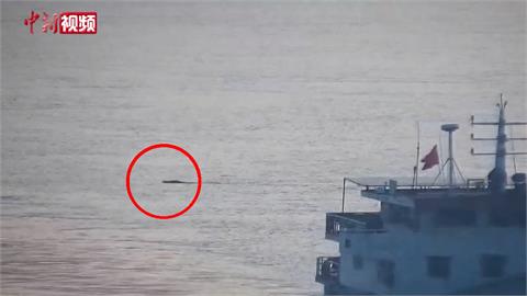 中國野豬12分鐘泳渡長江！　網笑「比奧運冠軍還快」