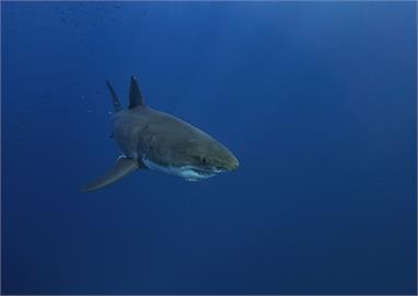 研究：大白鯊視力差　難辨衝浪者與海豹