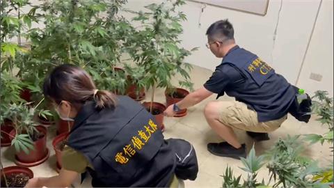 手搖飲店藏大麻農場　水電背景嫌犯偷電　台電求償破百萬
