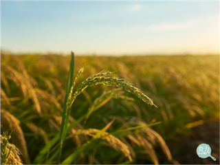 2035年10億人口面臨水資源壓力　亞洲農業如何破解「愈缺水、愈灌溉」惡性循環？