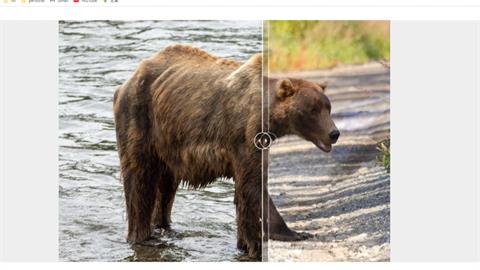 美國胖胖熊票選活動　選出心中「最胖大棕熊」