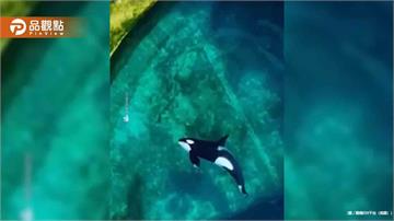 水族館停業！虎鯨、海豚被困「爛池」超無助徘徊