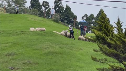 溪頭園區未開放！　微解封首日禁入　遊客失望