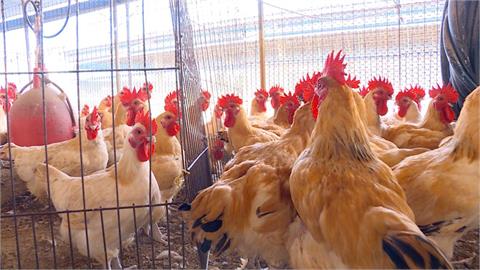 屏東鹽埔1土雞場確診禽流感　逾2.1萬雞隻遭撲殺